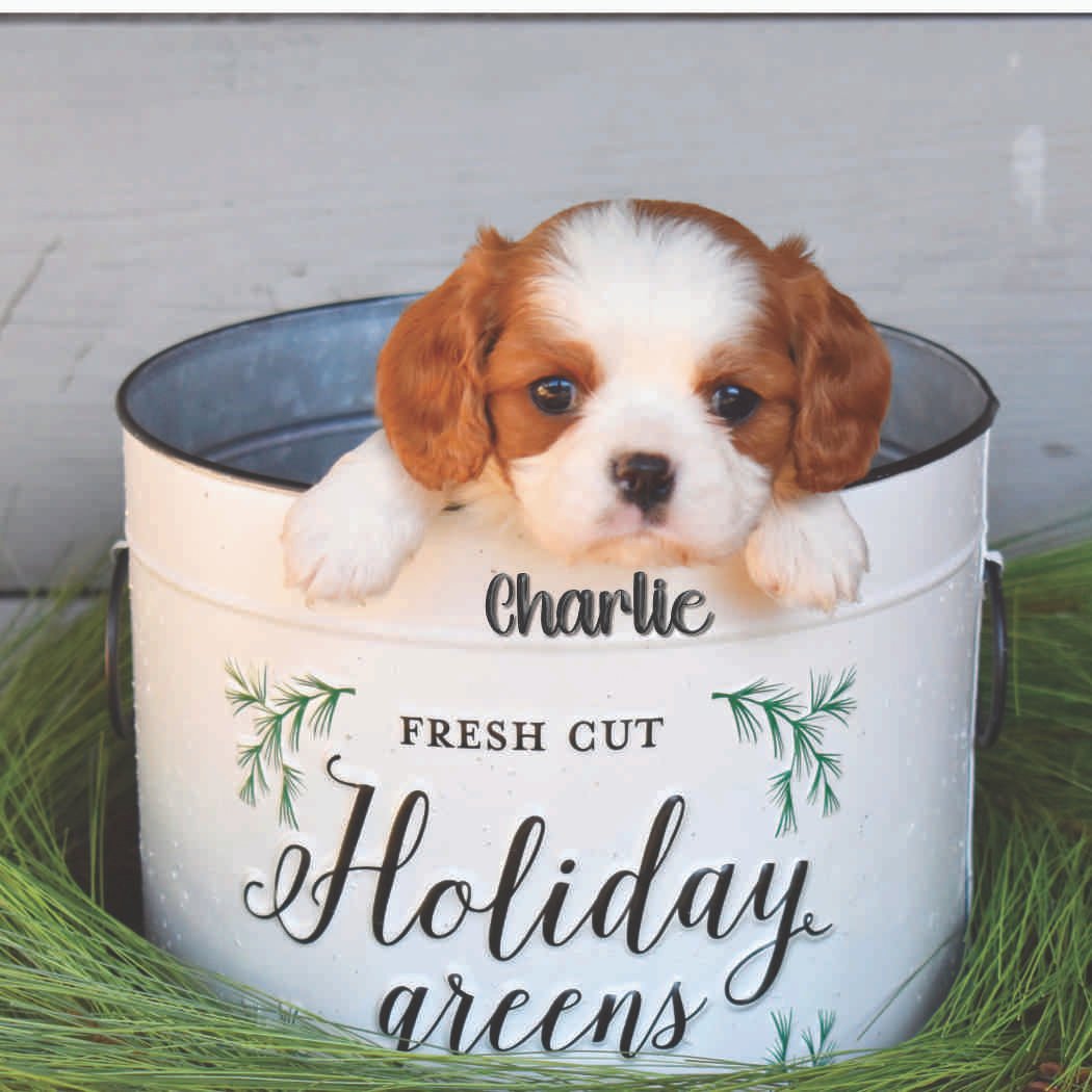 Dog%20 %20Charlie%20-%20Dog%20Paw%20christmas%20tree%20ornament